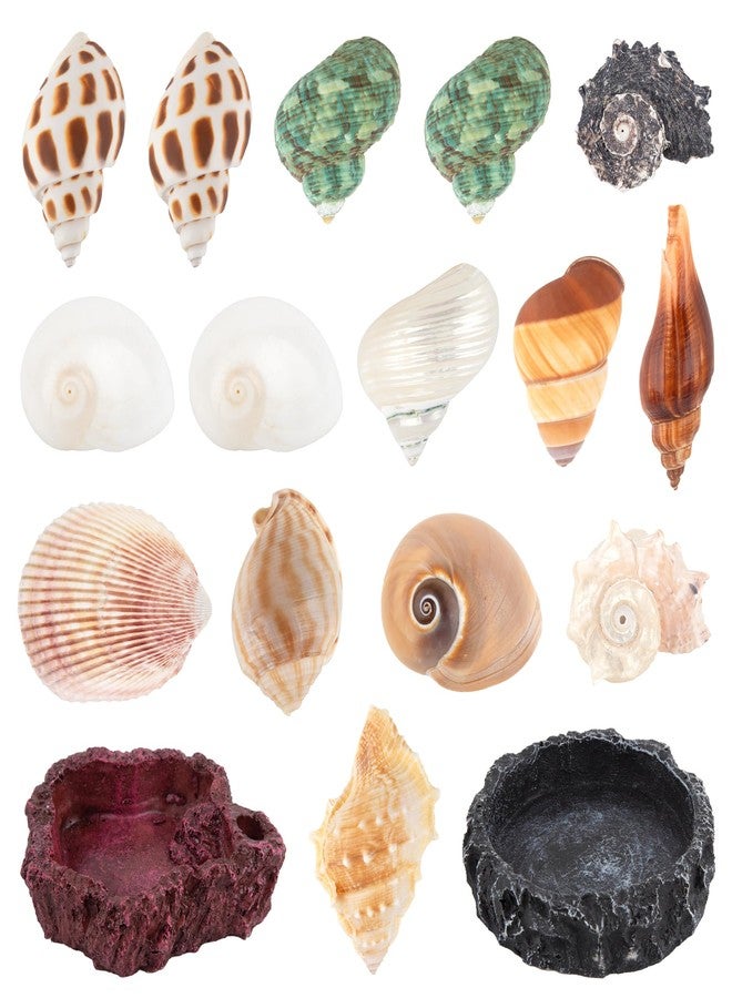 SINKOO 15 Pack Hermit Crab Shells with 2 Pack Food Water Bowl Growth Turbo Seashell Supplies Accessory - Image 1